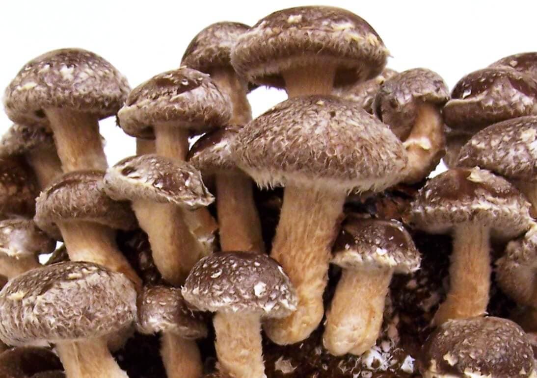 Pilze im Aufwind: Handelsangebot und Kundenbedürfnisse im Einklang