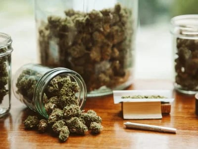Limitierte Editionen sichern – Hanfsamen bestellen für echte Liebhaber