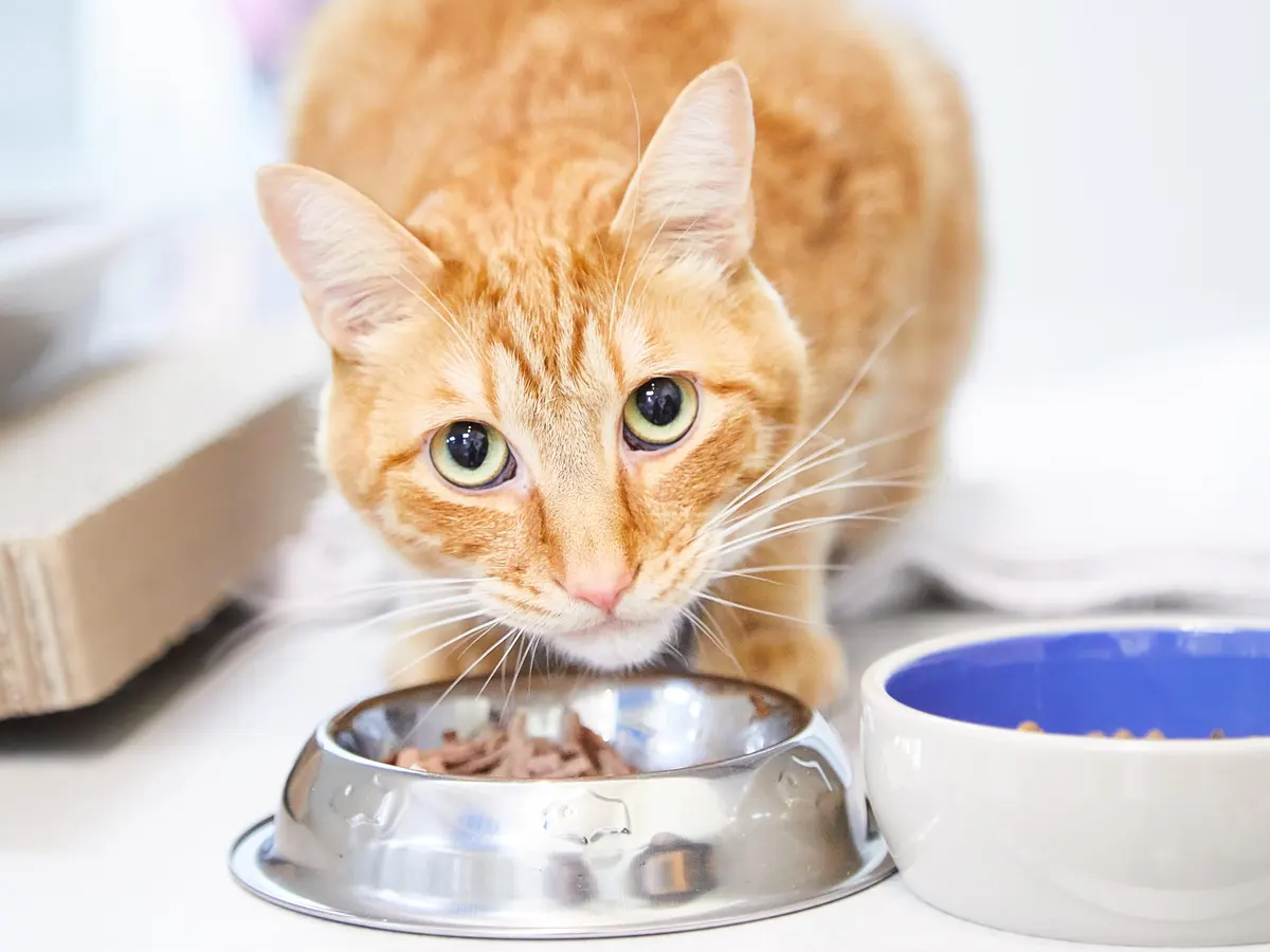 Katzenfutter für anspruchsvolle Samtpfoten: Die Kunst des Catfood