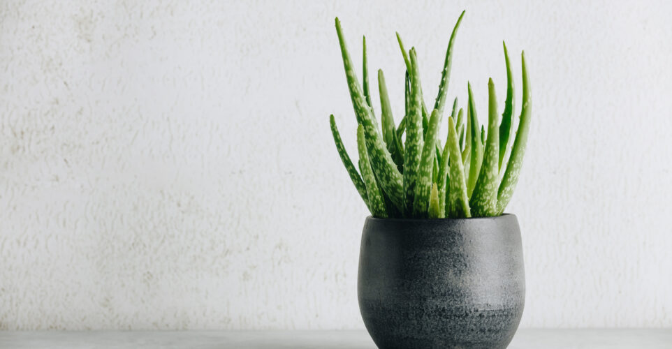 Erneuern Sie Ihren Geist mit Forever Living Aloe Vera Goodness