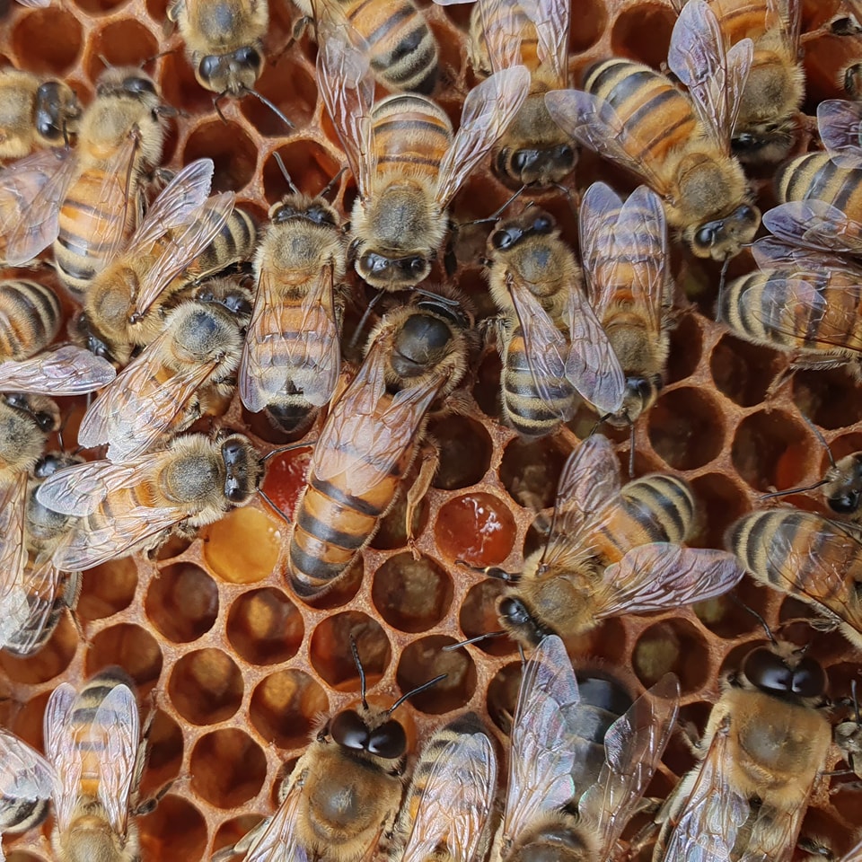 Die Wunder der Bienen: Eine Einführung in Bienenprodukte
