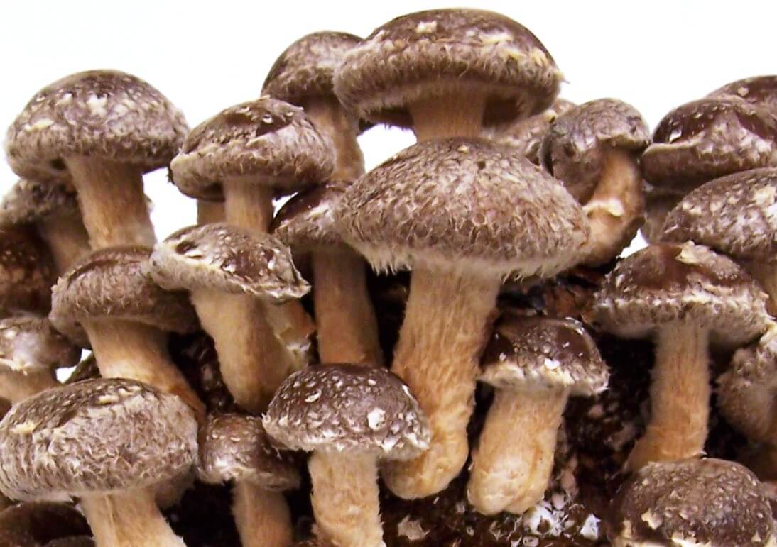 Pilze im Aufwind: Handelsangebot und Kundenbedürfnisse im Einklang